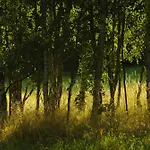 Betula Izerska