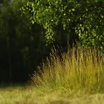 Betula Izerska Świeradów-Zdrój