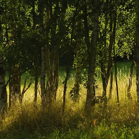 Betula Izerska