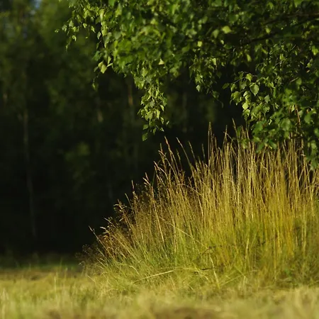 Betula Izerska Świeradów-Zdrój