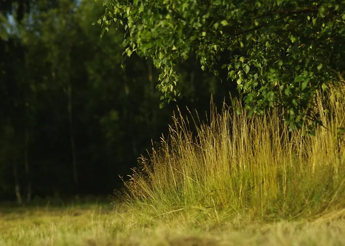 Betula Izerska Świeradów-Zdrój
